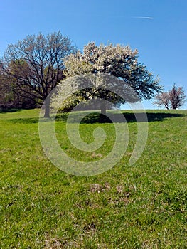 Třešeň - Třešňové květy na jaře