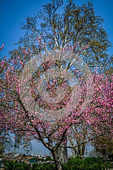 Cherry tree and Chinar tree, Shalimar Garden, Srinagar, India