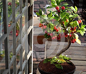 Cherry tree from clay, handmade bonsai