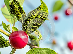 Cherry tree with colony of aphidoidea