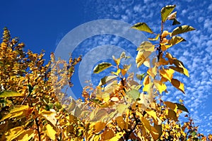 Cherry tree with colored leaves in autumn