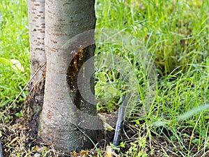 Cherry tree disease