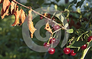 Cherry-tree diseases. Cherry Leaf Scorch. Erwinia amylovora. Dangerous bacteria infects leaves