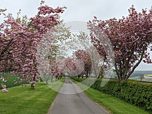 Cherry tree driveway Yorkshire Wolds