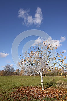Cherry tree with falll leaves in autumn park photo