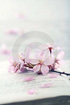 Cherry tree flower