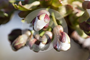 Cherry Tree Flower Buds