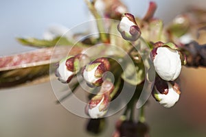 Cherry Tree Flower Buds