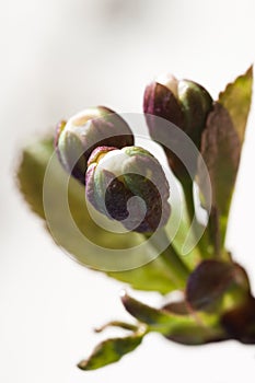 Cherry Tree Flower Buds