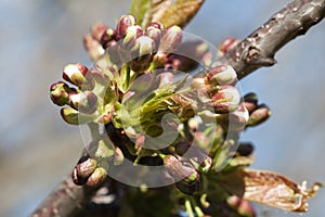 Cherry Tree Flower Buds