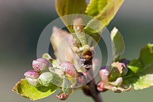 Cherry Tree Flower Buds