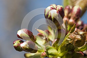 Cherry tree flower buds