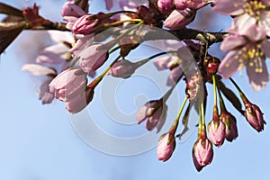Cherry Tree Flower Buds