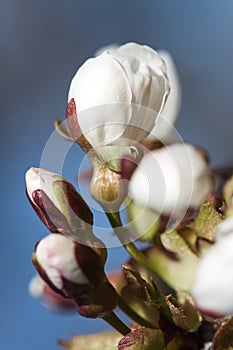 Cherry Tree Flower Buds