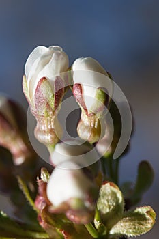 Cherry Tree Flower Buds
