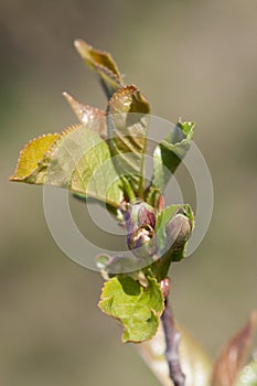 Cherry Tree Flower Buds