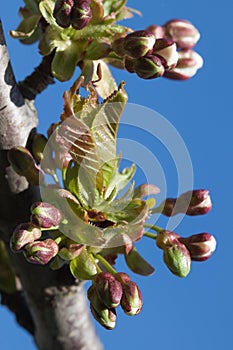 Cherry Tree Flower Buds