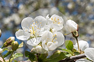 Cherry tree flower close up