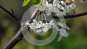 Cherry tree flowering