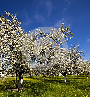 Cherry-tree flowers