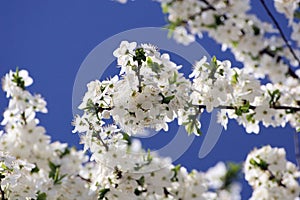 Cherry Tree flowers