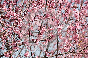 Cherry tree flowers