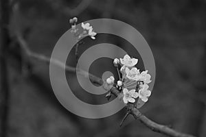 Blooming cherry tree first flowers of spring season melancholy mood