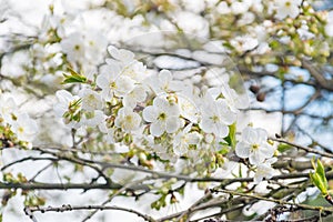 Cherry tree flowers blooming on brach tree at sunny day