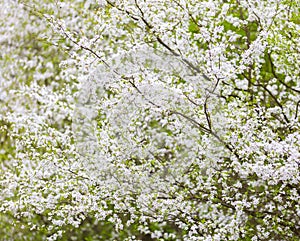 Cherry tree flowers blooming at spring