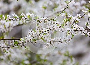 Cherry tree flowers blooming at spring