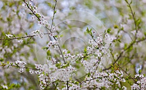 Cherry tree flowers blooming at spring