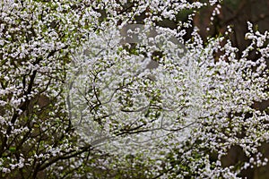 Cherry tree flowers blooming at spring