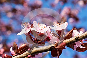 Cherry tree flowers closeup