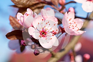 Cherry tree flowers closeup