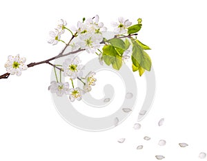 Cherry tree flowers and falling petals