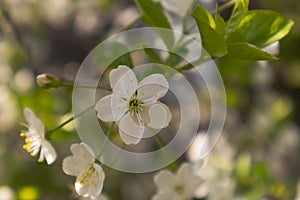 Cherry tree flowers and green leaves, soft focus