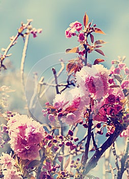 Cherry tree flowers, Pink spring Cherry blossoms