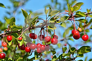 Cherry tree photo