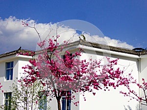 A cherry tree in the front of a house