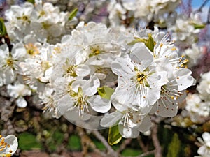 Cherry Tree in full bloom - close up