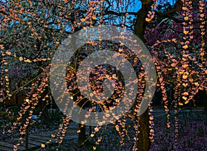 Cherry tree in full bloom at night park