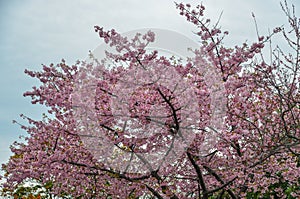 Cherry tree in full bloom at night park