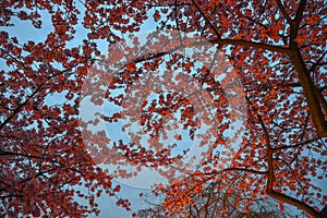 Cherry tree in full bloom at night park