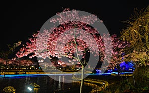 Cherry tree in full bloom at night park