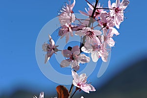 Cherry tree in full bloom - springtime