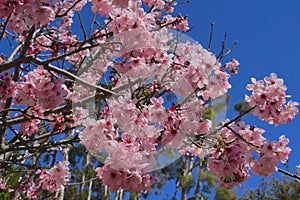Cherry Tree Full of Blossoms