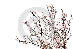 Cherry tree full of flower blossoms isolated on white