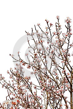 Cherry tree full of flower blossoms isolated on white