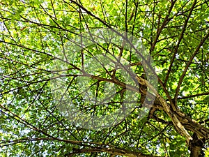 Cherry tree with green leaves