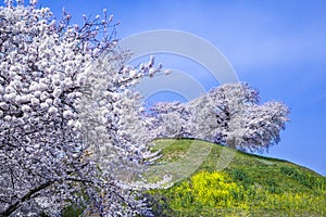 Cherry tree on the hill